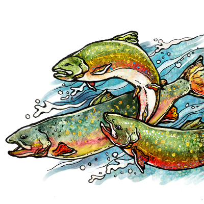 Groundswell fish graphic